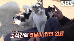 호루라기 소리에 삼삼오오 모여드는 냥벤져스