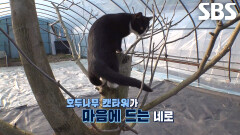 이젠 진짜 가족이 된 신냥이 패밀리 러브 하우스 완성