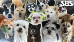 ‘동물자유연대’에 남겨져 언젠가는 꽃 피는 봄이 찾아오길 바라는 아이들