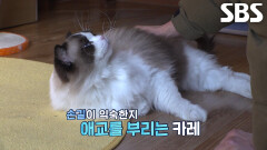 SNS가 만들어 준 기적과도 같은 기회로 다시 만난 카레×보호자