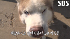 썰매 훈련하며 과거의 아픔 딛고 밝은 성격 가지게 된 허스키들↗