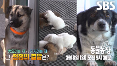 가짜 엄마 ‘보리’와 진짜 엄마 ‘바둑이’ 의 한 치의 양보도 없는 육아전쟁