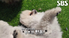 티티×카카, 마당 선배님들 포스에 바로 드러눕는 생존 필살기↗