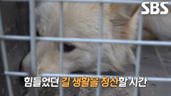 메리, 길고 긴 인내심 싸움 끝에 온 동네가 기뻐한 구조 성공