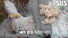 한쪽 발이 절단된 채 떠도는 어미견 긴급 구조 위한 시간 싸움