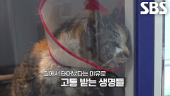 할 말 잃게 하는 잔인한 학대로 인해 꺼져가는 길 위의 생명들