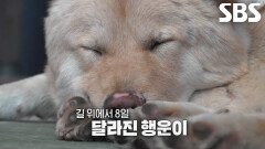 행운이, 다시 길 잃을까 두려운지 마킹하며 쉴 새 없이 움직이는 코
