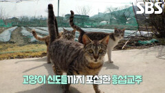 엔진 소리만 들려도 구름떼처럼 몰려드는 고양이 신도들