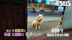 [5월 17일 예고] ‘보광사 마스코트’ 보람이, 밤만 되면 깨어나는 육식 본능↗