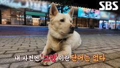 ‘무전취식’ 미식견, 맛집만 찾아다니며 끊이지 않는 먹방 세례↗