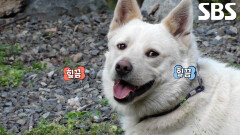 보람이, 목줄도 막지 못하는 본능으로 속세 향해 달려가는 고기 풀소유 이중생활!
