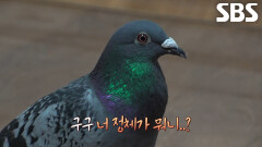 구구, 발목에 ‘일본 전화번호’ 단 채로 나타난 수상한 비둘기