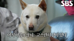 버림받고 상처 입은 개들을 위한 쉘터에서 지내는 40둥이