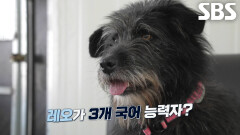 레오, 3개 국어 트레이닝 완벽하게 성공하며 글로벌 시대에 딱 맞는 언어 천재견