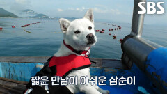 삼순이, ‘토종 돌고래’ 상괭이의 깜짝 등장에 동공 지진↗