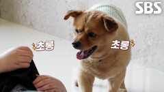 콩이, 새로운 가족과 함께 천천히 알아가는 새로운 행복