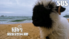 [5월 31일 예고] 먹을 때도 귀여운 숨 막히는 뒤태 보유자 블랙노즈 ‘미코’의 등장