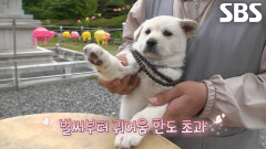 용암사 꼬물이, 입양 홍보 위한 ‘강아지 북 챌린지’ 촬영