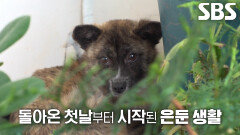 열악한 환경 속 구조되어 사람만 보면 두려워하게 된 ‘함평이’