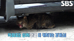 충격적인 얼굴의 상처로 강한 경계심만 보이며 사라진 고양이