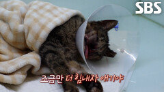 염증으로 코 뼈 녹아내린 고양이 무사히 구출 후 재건 수술까지 성공!