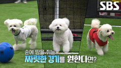 [7월 5일 예고] 아지×루이×탱크, 예측 불허의 골 때리는 견공 올스타전