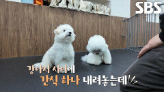 애견 유치원 선생님 달인, 단호한 태도와 분위기로 강아지 기선 제압!