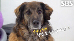 강아지 스쾃 자세 완벽하게 소화하는 달인의 반려견 ‘순심’