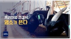 프리미엄 건강식, 염소가 뜬다