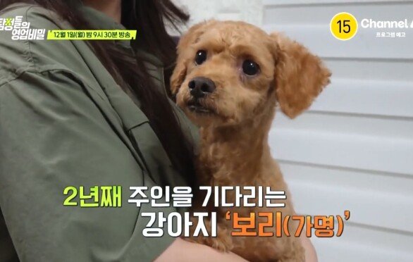 [예고] 2년째 주인을 기다리는 강아지 보리! 가족의 품으로 돌아갈 수 있을까?