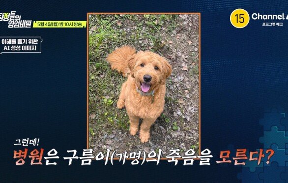 [예고] 임시 보호자에게 맡긴 뒤 실종된 강아지를 찾아주세요! 역대급 미스터리인 구름이 실종 사건의 진실은?