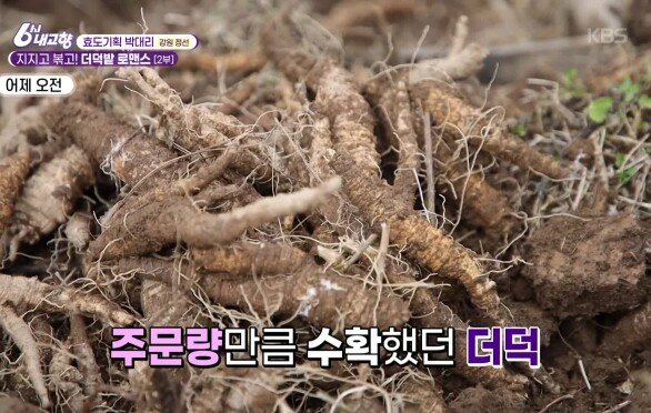 [효도 기획 박대리] 오늘의 효도 임무, 주문 취소된 더덕을 판매하라! - 강원 정선 | KBS 260417 방송 