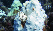 变热的大海……发白的珊瑚