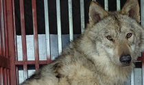 Escaped wolf captured in Daejeon after nine days