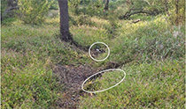 North Korea threatens retaliation over DMZ mine blast