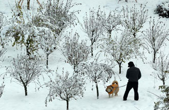 Joseon palaces and royal tombs damaged by heavy snow