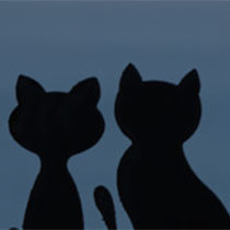 고양이 눈
