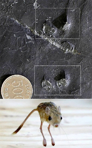 一亿年前的韩半岛曾生活著像袋鼠的哺乳动物