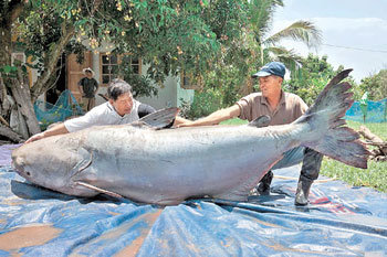 重達293公斤的全球最大淡水魚 東亞日報