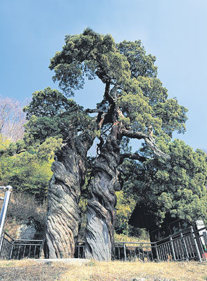 千年老树散发“生命之香” | 东亚日报