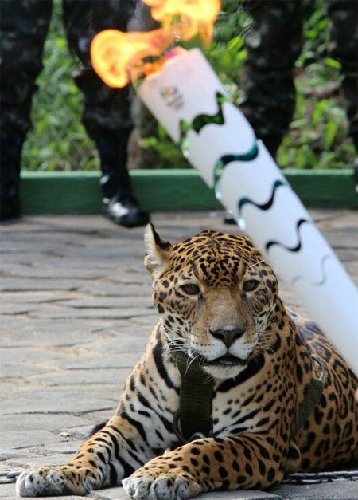 Jaguar shot dead after Olympic torch ceremony in Brazil