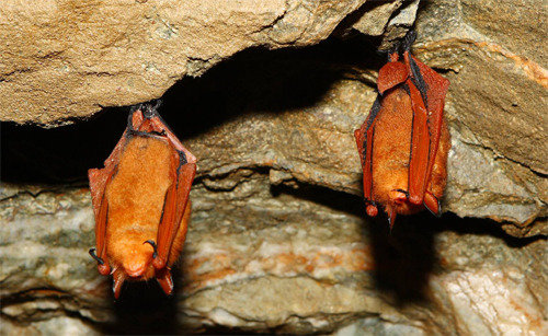 Korean researchers decode genome of red bats : The DONG-A ILBO