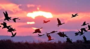 Sunset and wild geese