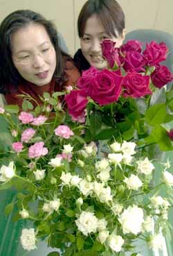 Korean rose species introduced