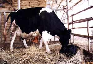 `Yongrongi` gives birth to female calf