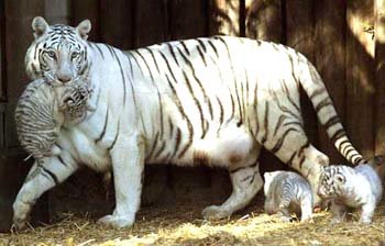 White Tigers at Argentine Zoo