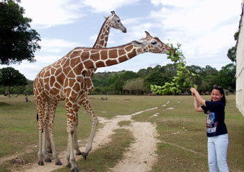 Hopping Here and There: Feel More African Than in Africa