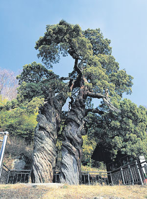 Fragrance of Life Emitted from 1,000-Year Old Tree