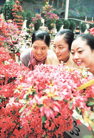 Royal Azaleas Bring Thoughts of Spring