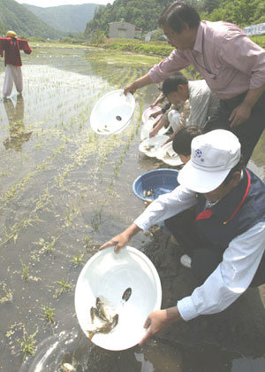 Silver Carp Helps Farming